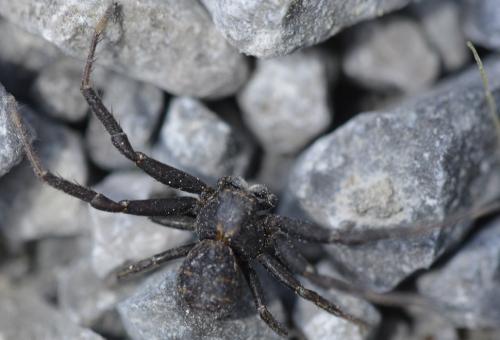Réf. 281 957 : Xysticus sp.